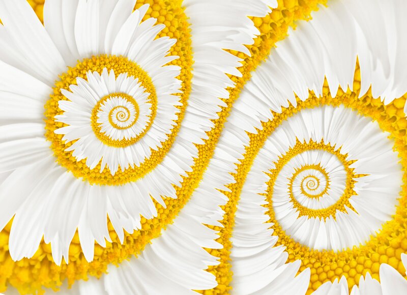 Daisy Flower Spirals