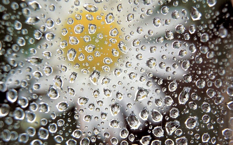 Daisy Flower Through Water Droplets