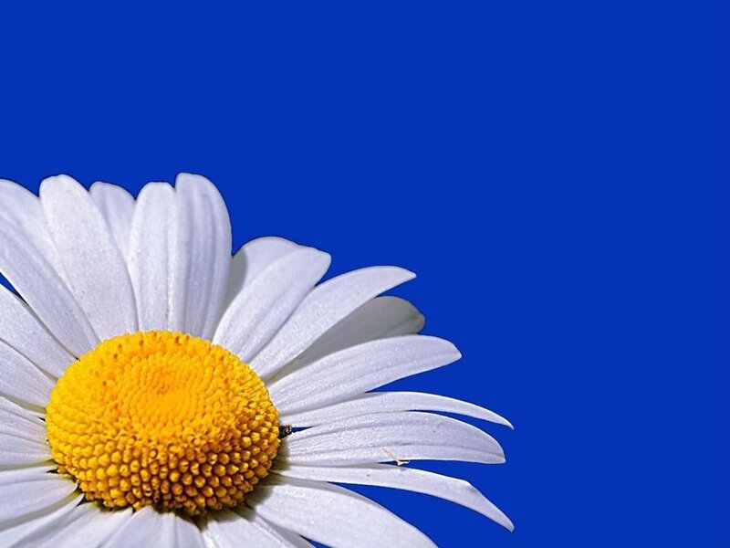 Daisy Flower