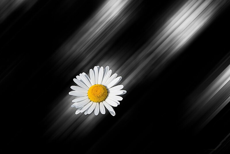 Daisy Flower — White, Dramatic