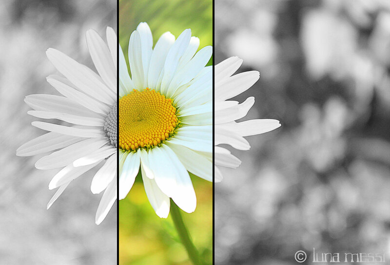Daisy Flower — White, Serene, Photograph, Petals
