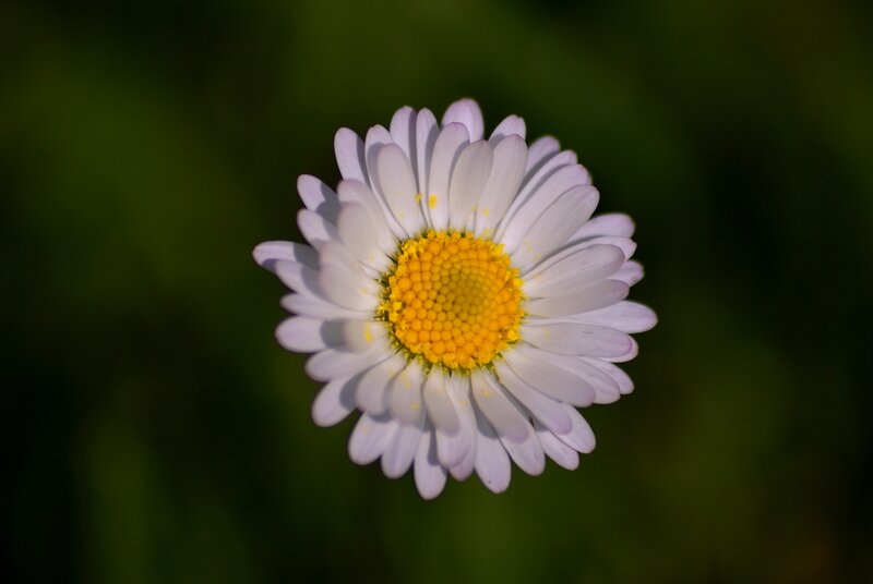 Daisy Flower — White, Serene