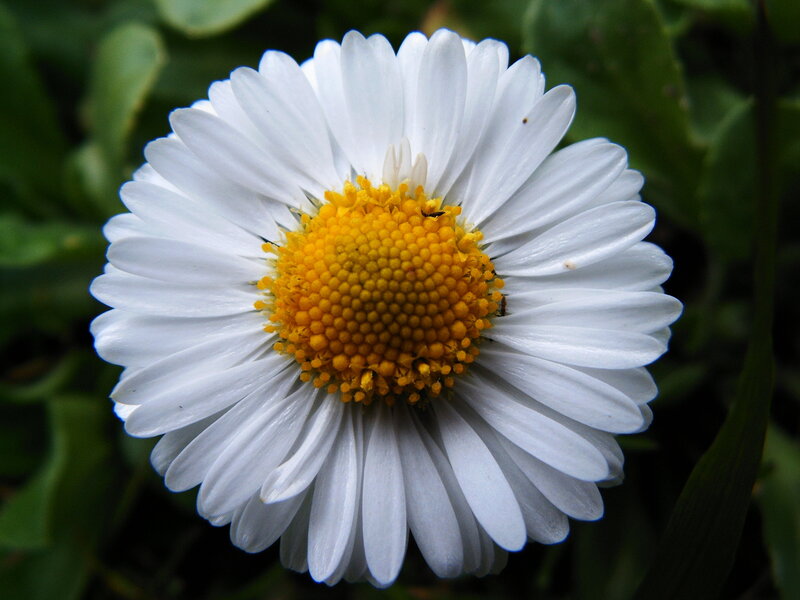 Daisy Flower — White