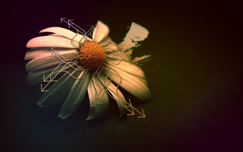 Daisy Flower with Arrows