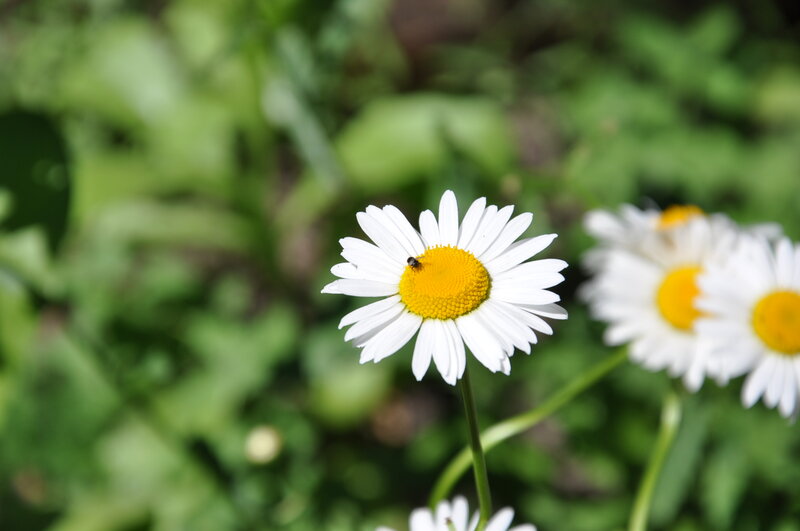 Daisy Flower with Bee