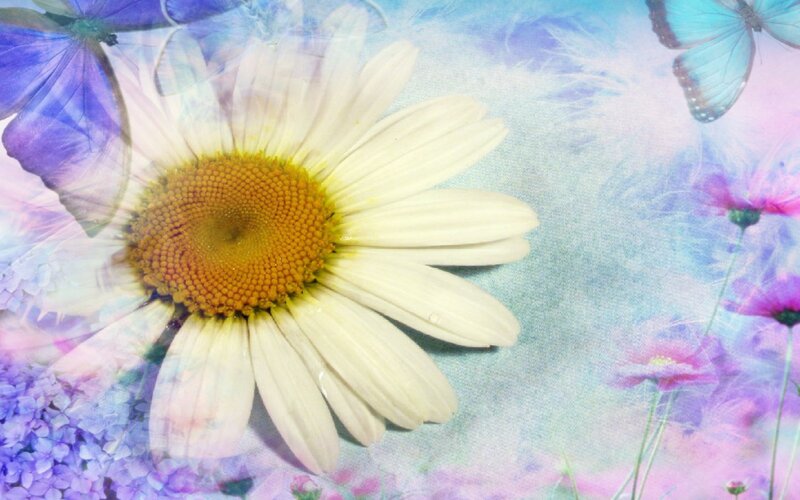 Daisy Flower with Butterflies