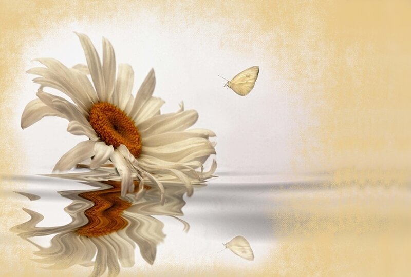 Daisy Flower with Butterfly