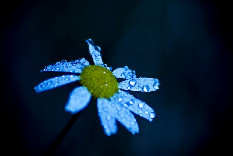 Daisy Flower with Dew — Blue