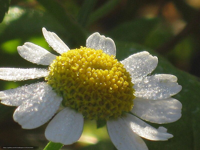 Daisy flower with dew drops
