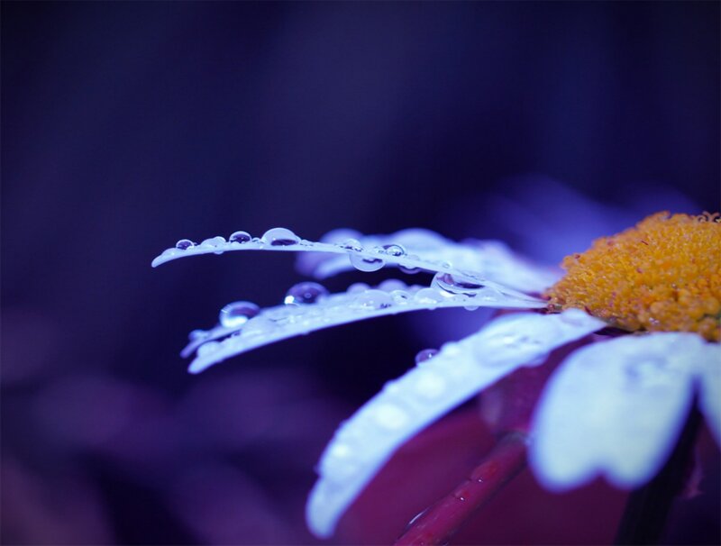 Daisy Flower with Dew — Purple, Serene