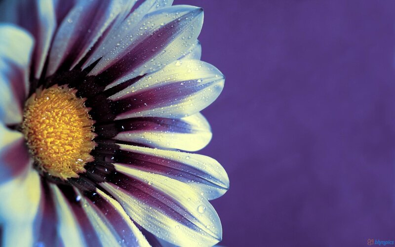 Daisy Flower with Dew — Purple