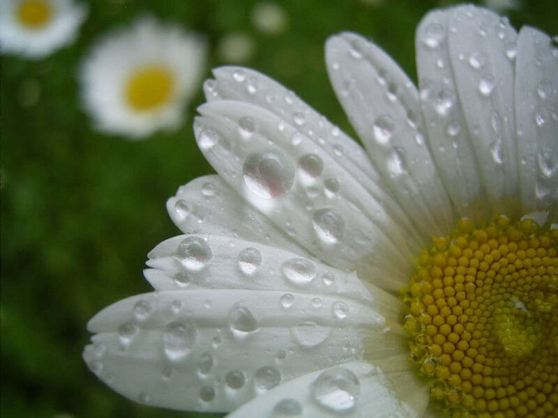 Daisy Flower with Dew