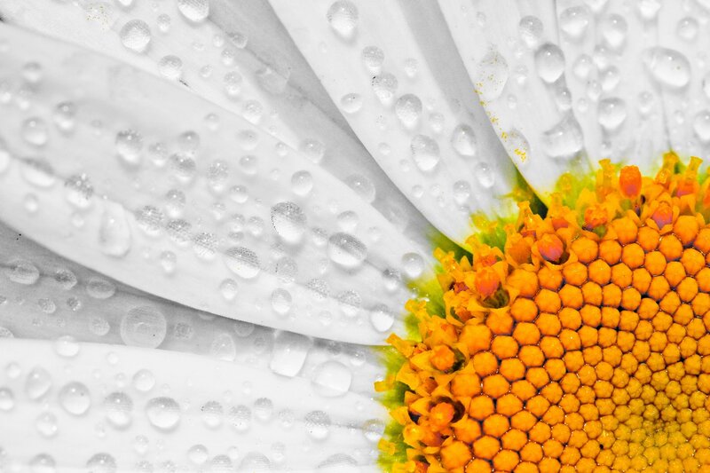 Daisy Flower with Dew — White, Calm, Morning