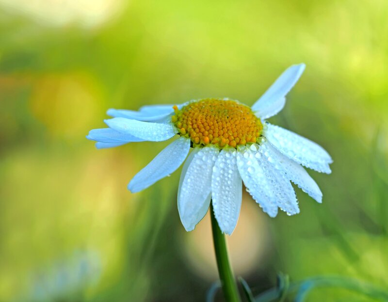 Daisy Flower with Dew — White, Serene, Morning, Photograph, Dew Drops, Green Background