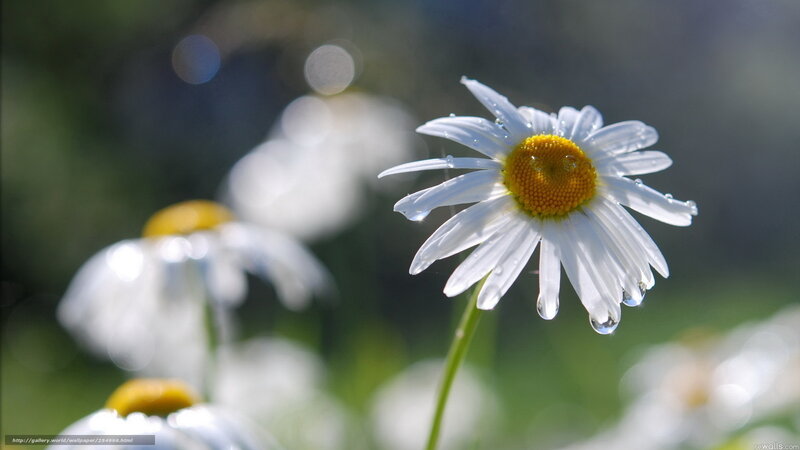 Daisy Flower with Dew — White, Serene, Morning, Photograph, Dew Drops, Green Stem