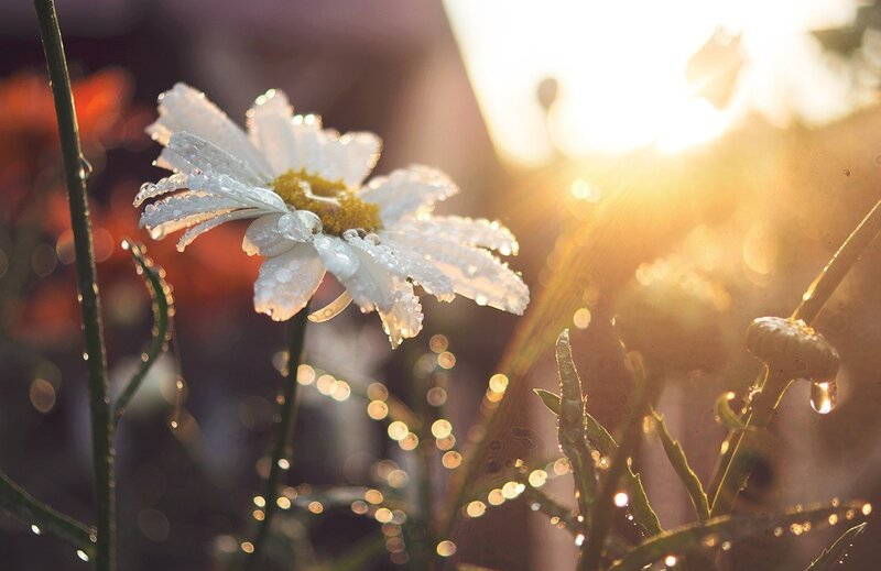 Daisy Flower with Dew — White, Serene, Morning, Photograph, Dew Drops, Sunlight