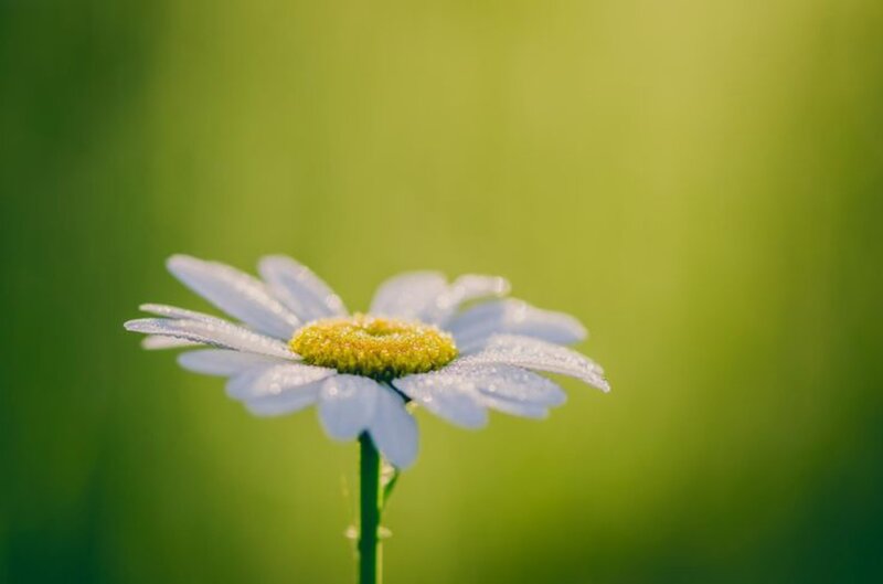 Daisy Flower with Dew — White, Serene, Morning, Photograph, Green Background