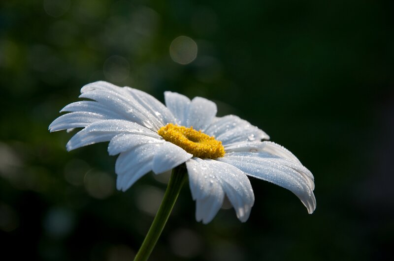 Daisy Flower with Dew — White, Serene, Morning, Photograph, Petals