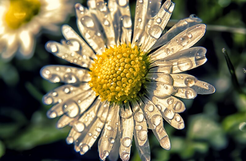 Daisy Flower with Dew — White, Serene, Morning