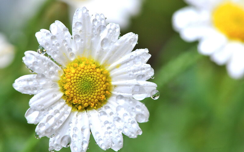 Daisy Flower with Dew — White, Serene
