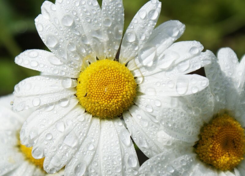 Daisy Flower with Dew — White