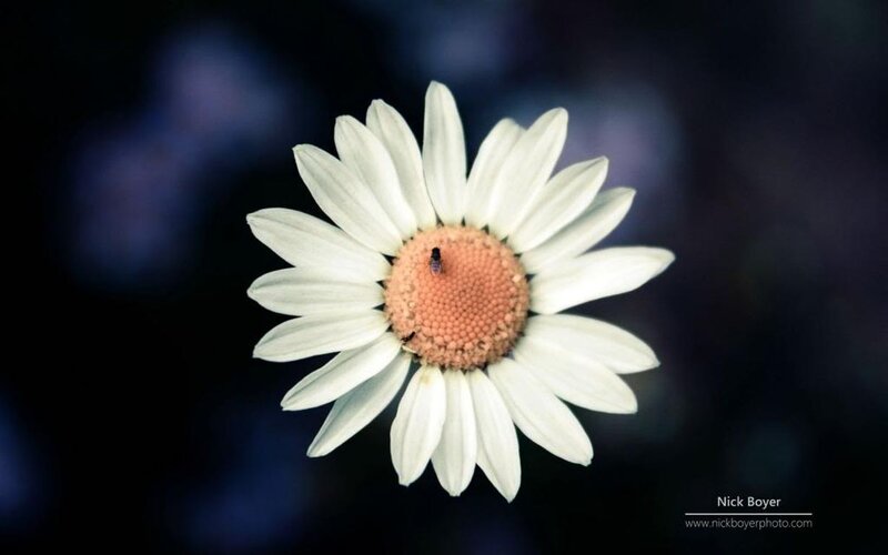 Daisy Flower with Fly