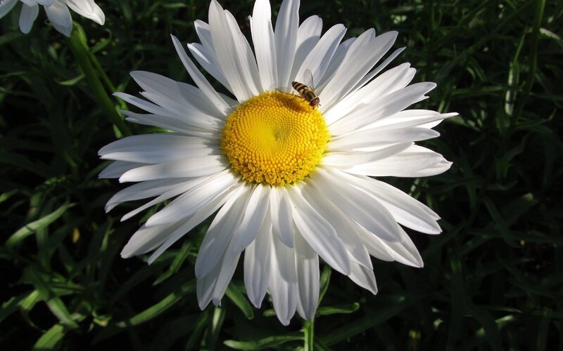 Daisy Flower with Fly — White