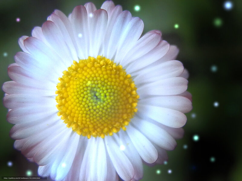 daisy flower with glowing lights