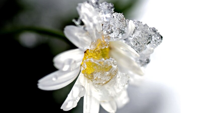 Daisy Flower with Ice