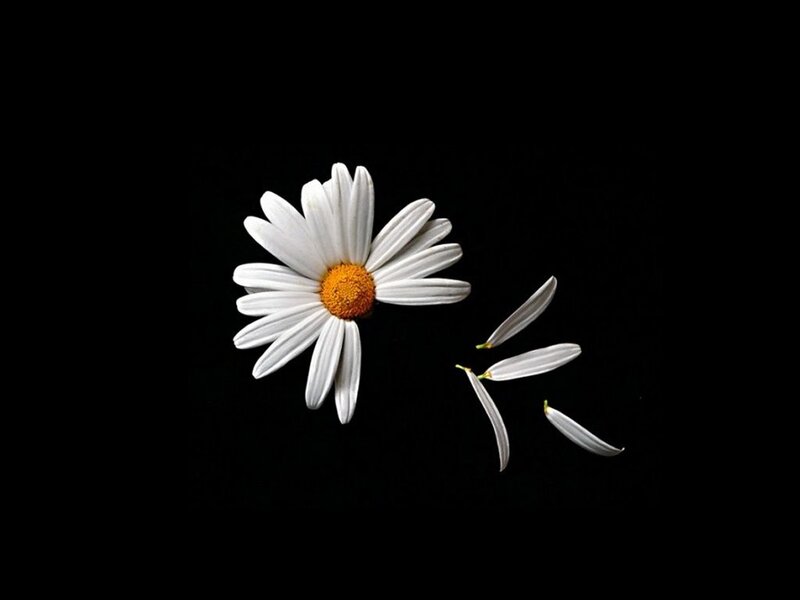Daisy Flower with Petals