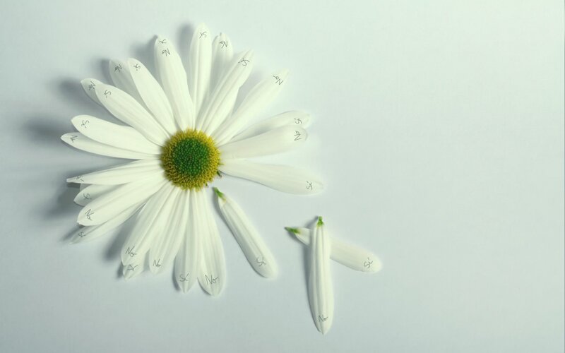 Daisy Flower with Petals — White, Calm