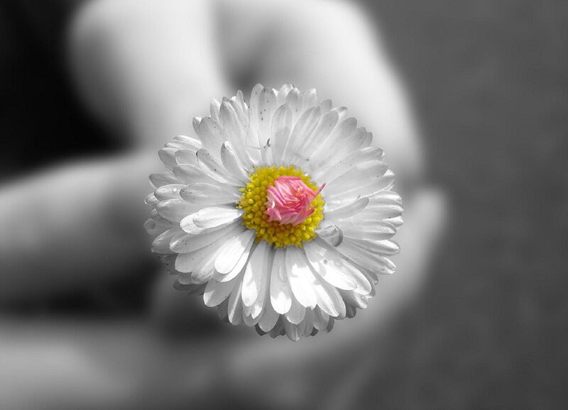 Daisy Flower with Pink Center