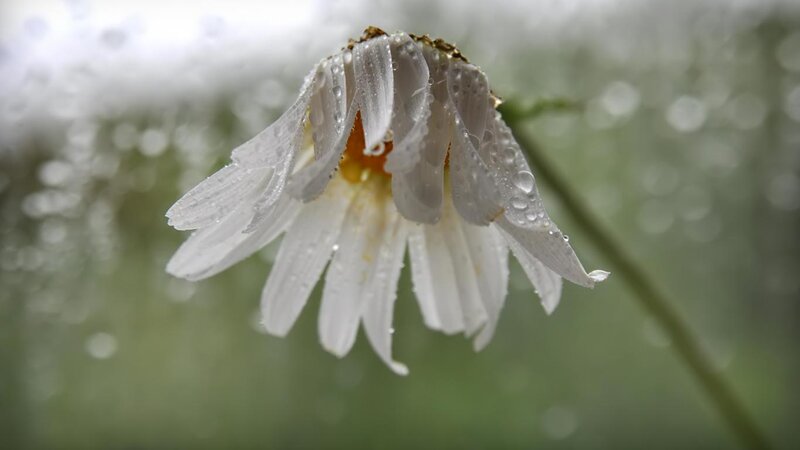 Daisy Flower with Raindrops