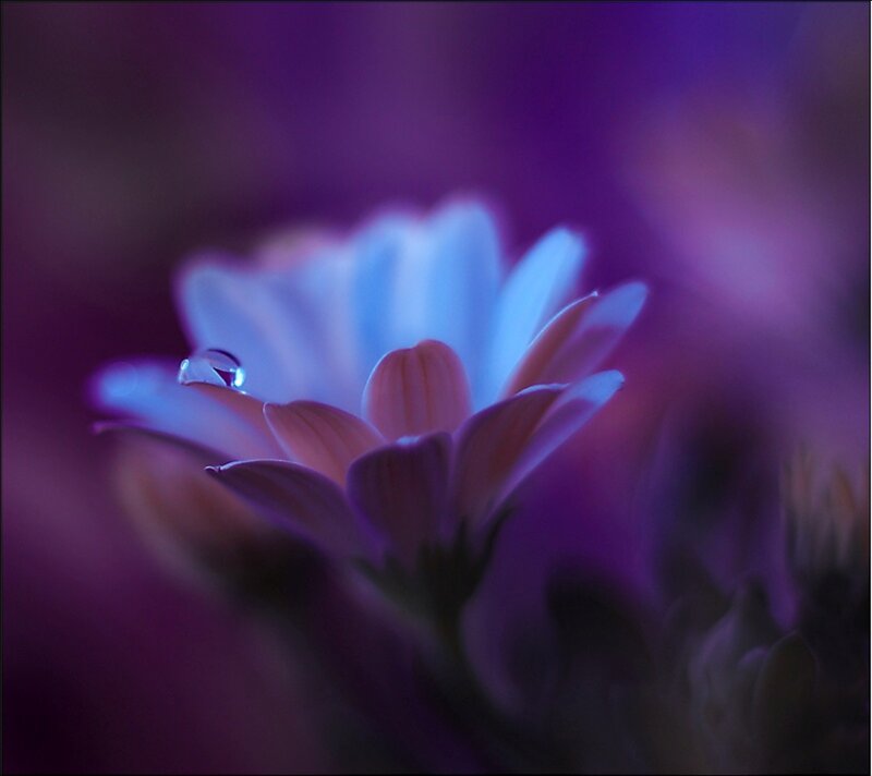 Daisy Flower with Water Droplet — Purple