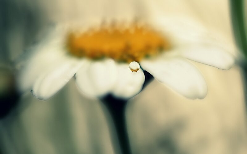 Daisy Flower with Water Droplet