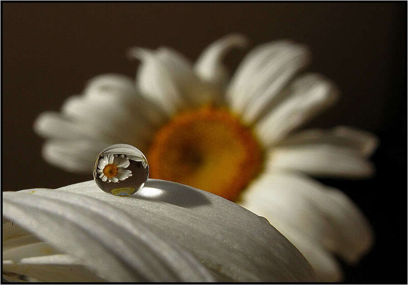 Daisy Flower with Water Droplet — White, Serene, Photograph