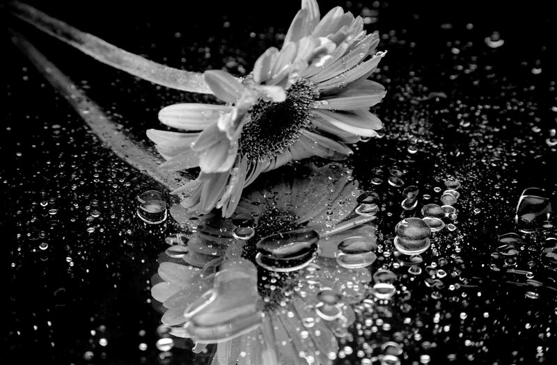 Daisy Flower with Water Droplets — Black, Dramatic