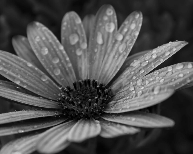 Daisy Flower with Water Droplets — Black, Serene