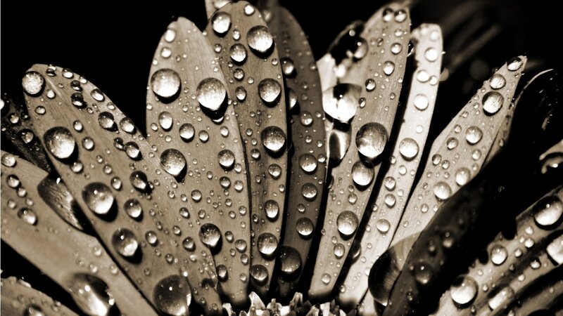 Daisy Flower with Water Droplets — Black
