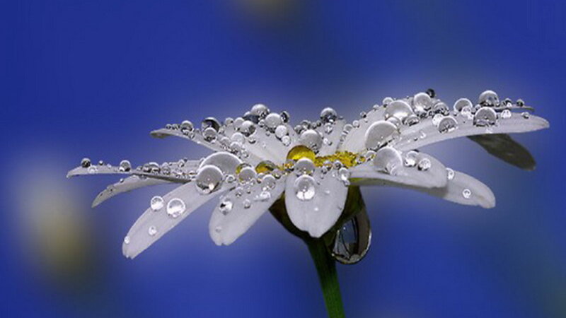 Daisy Flower with Water Droplets — Blue