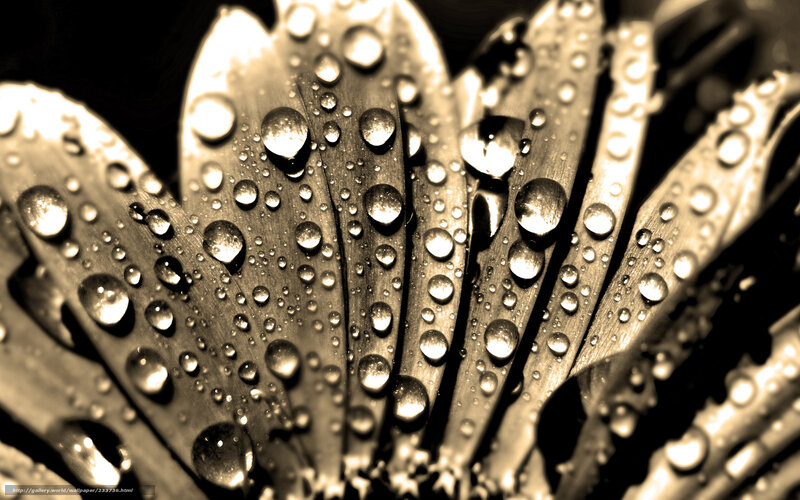 Daisy Flower with Water Droplets — Brown
