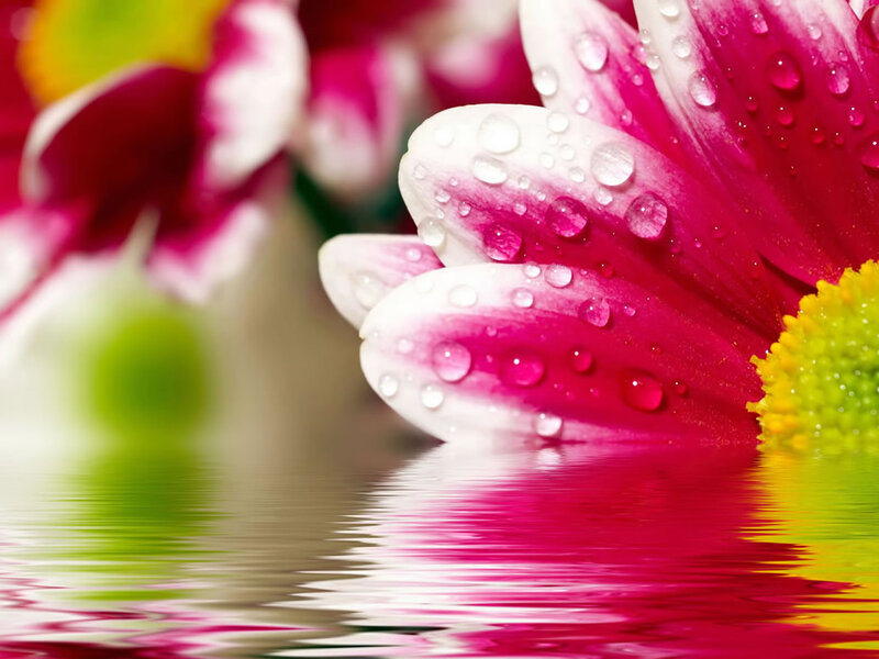 Daisy Flower with Water Droplets — Pink