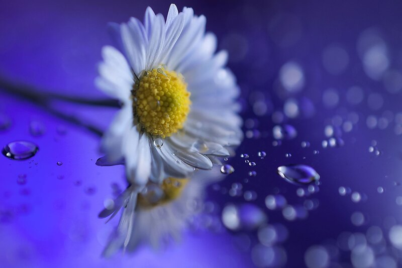 Daisy Flower with Water Droplets — Purple
