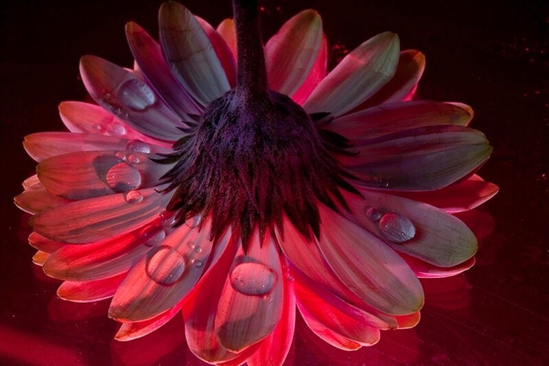 Daisy Flower with Water Droplets — Red