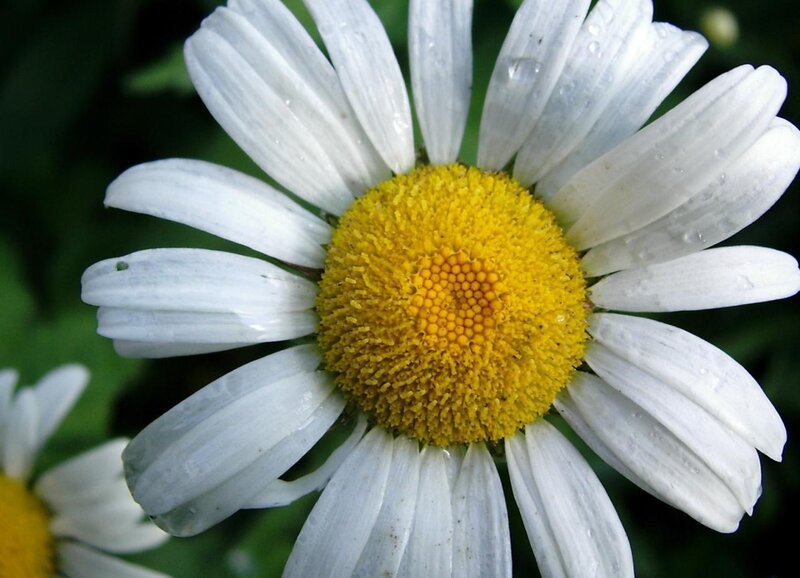 daisy flower with water droplets