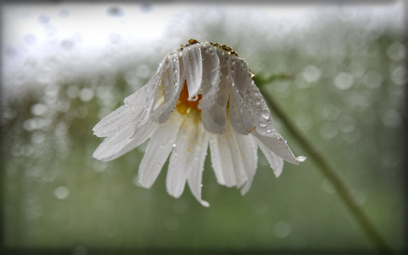 Daisy Flower with Water Droplets — White, Calm, Photograph