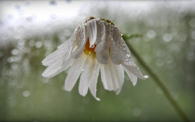 Daisy Flower with Water Droplets — White, Calm
