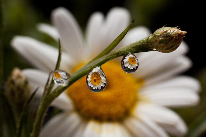 Daisy Flower with Water Droplets — White, Serene, Morning, Photograph, Bud