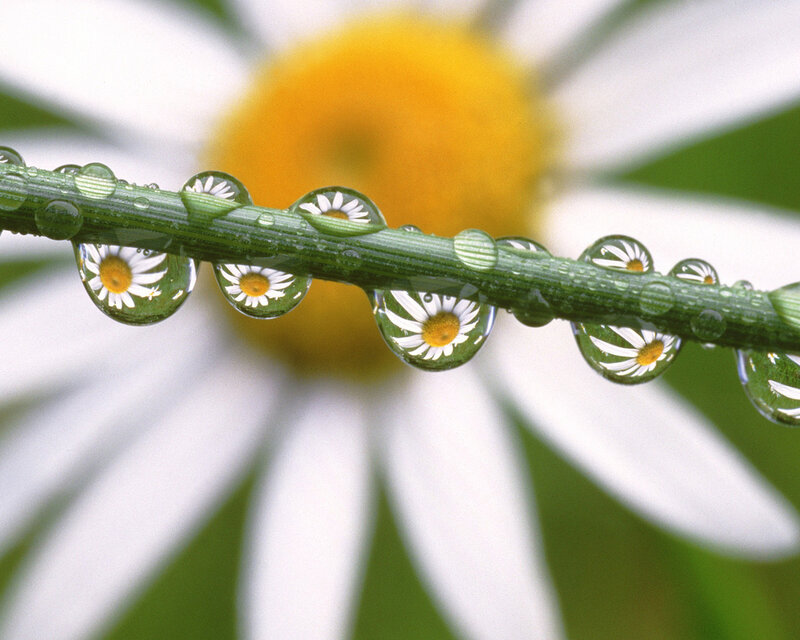 Daisy Flower with Water Droplets — White, Serene, Morning, Photograph, Stem