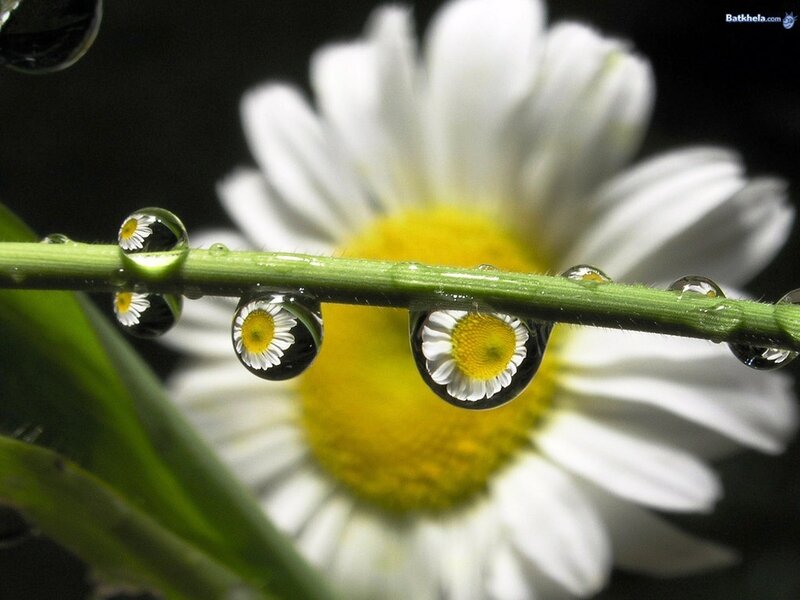 Daisy Flower with Water Droplets — White, Serene, Morning, Photograph